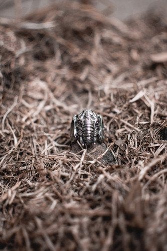 CimarroneAMX Anillo Elefante